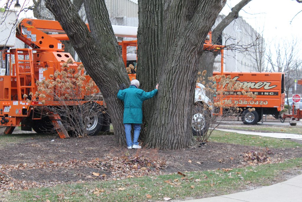 Sister Dolores Zemont prays over the Three Oaks before they are removed from campus after approximately 145 years.